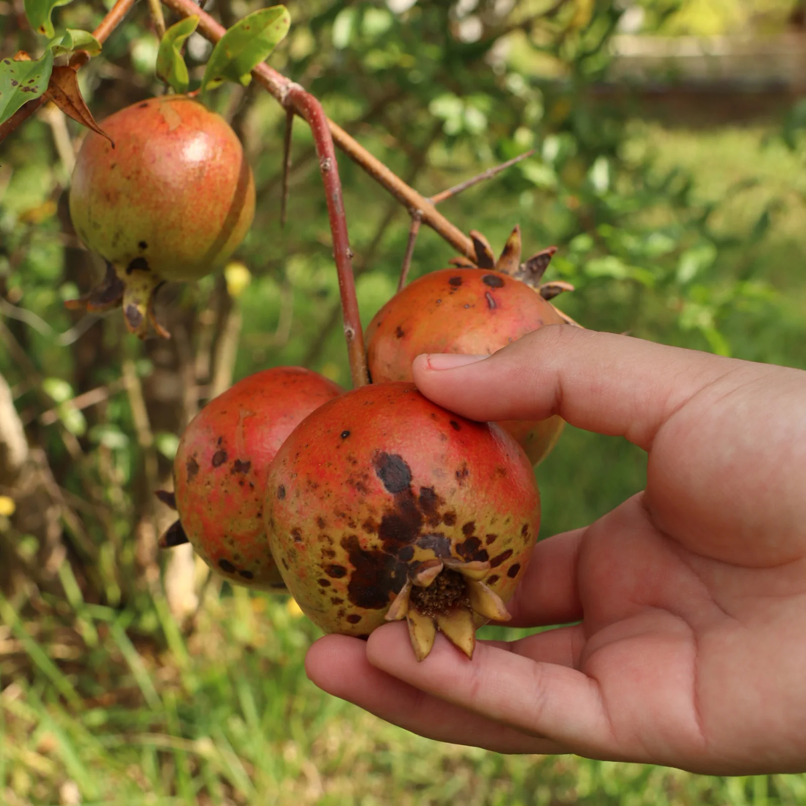 Manos explorando los frutos del huerto escolar